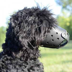 Намордник из кожи для дрессировки русского черного терьера «Trained dog»